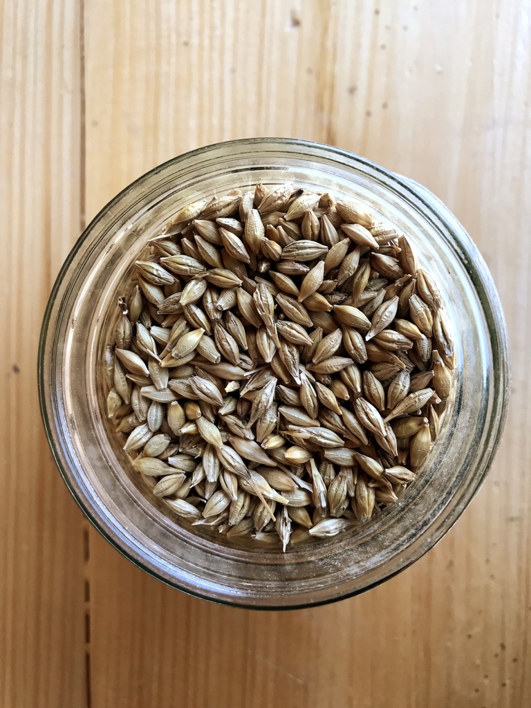 Non-GMO Barley 50lbs 4th Listing Product Picture