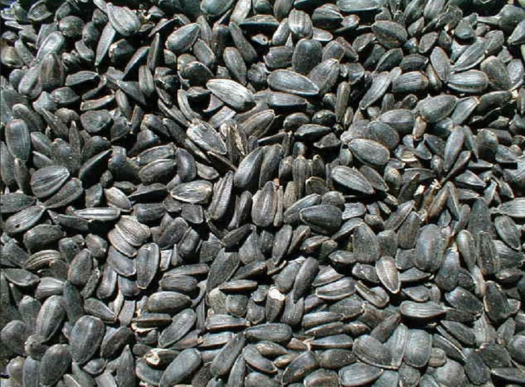 Non-GMO Black Oil Sunflowers 25lbs 4th Listing Product Picture