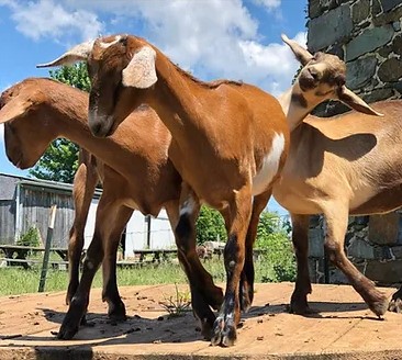 Homestead Harvest Goat Feed 40lbs goats