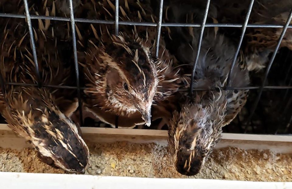 Homestead Harvest Quail Layer 40lbs Quail Eating