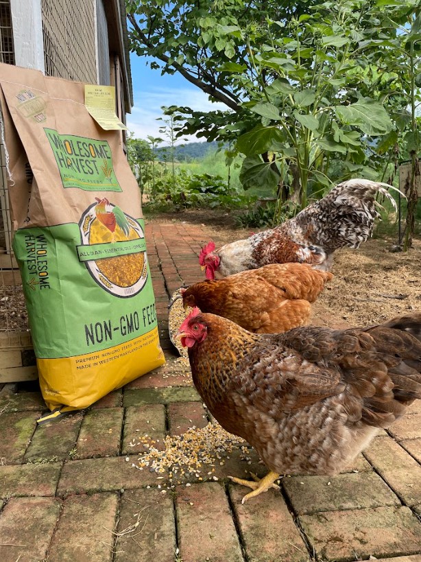 Wholesome Harvest High Protein Layer Blend
