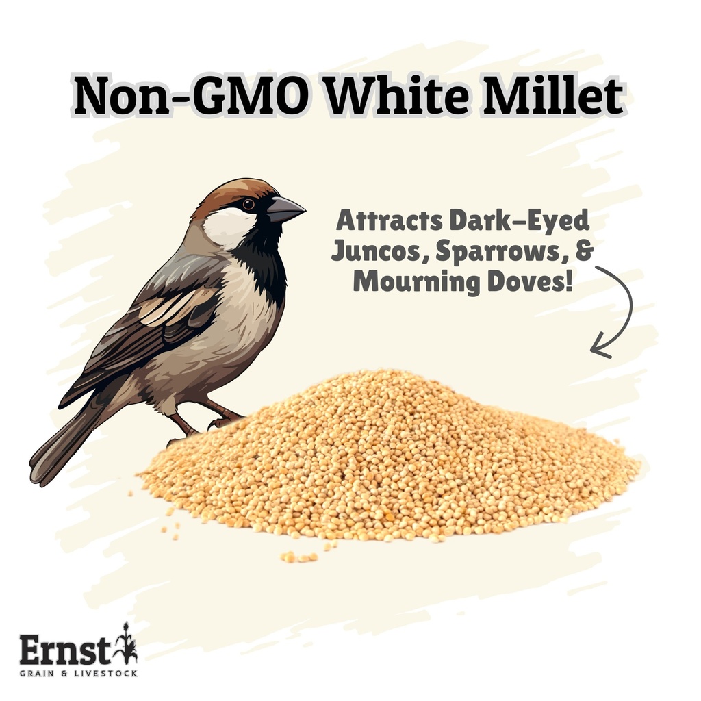 Non-GMO White Millet