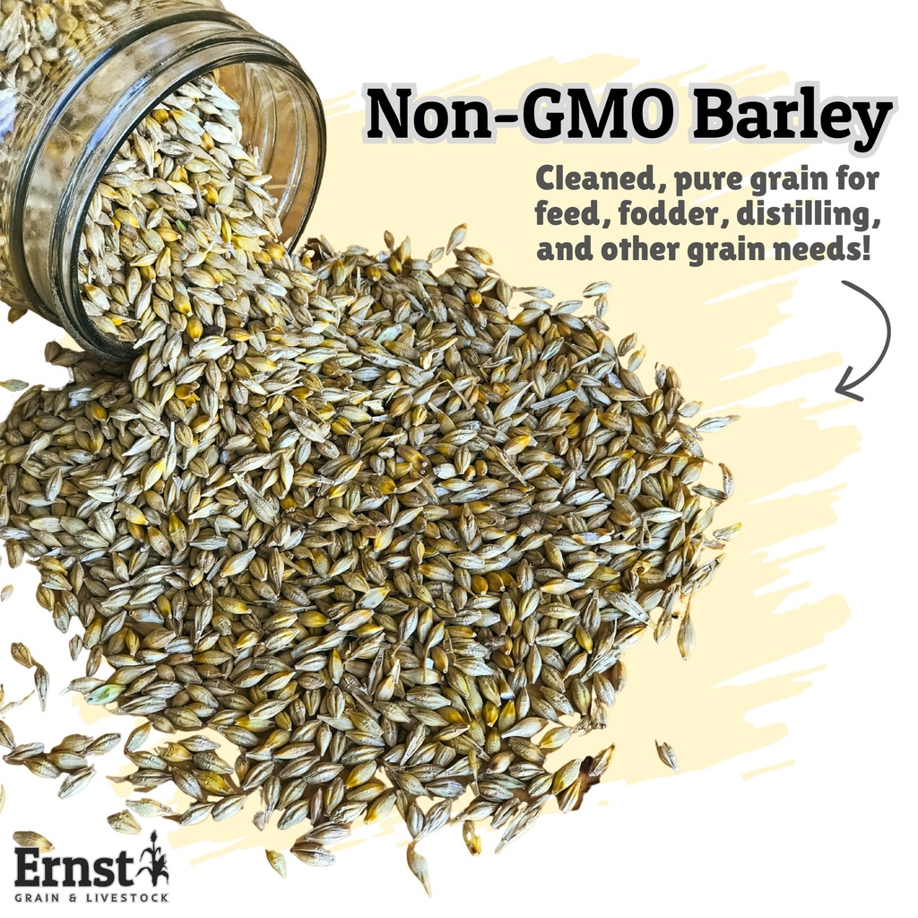 Non-GMO Barley 