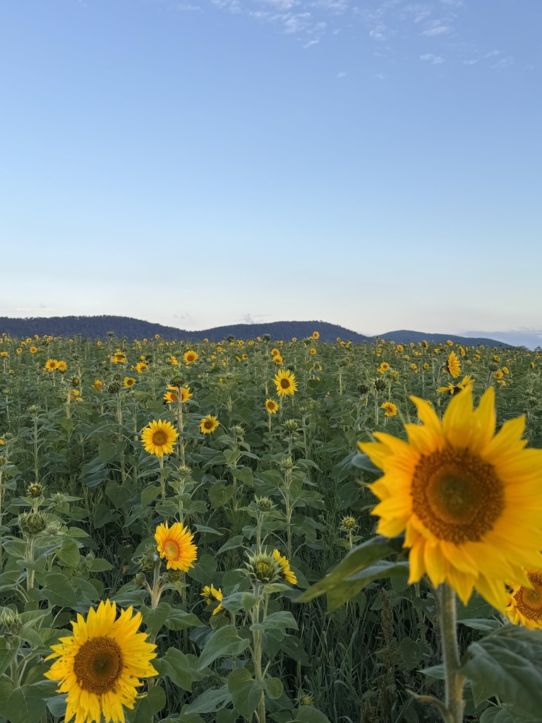 Non-GMO Black Oil Sunflower Field