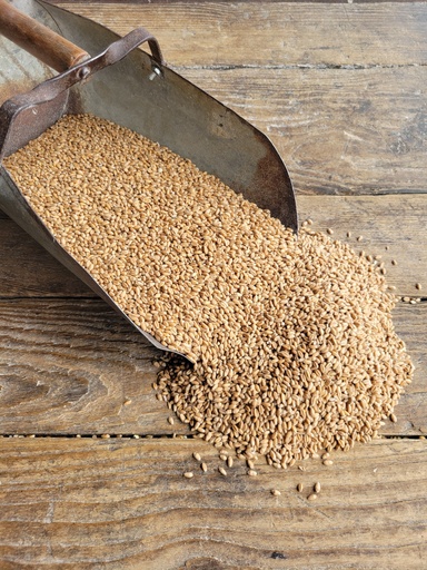 Non-GMO Soft Red Wheat 