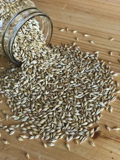 Non-GMO Barley 50lbs