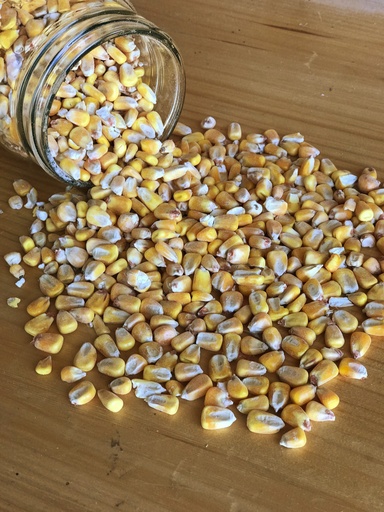 Non-GMO Shelled Corn 50lbs